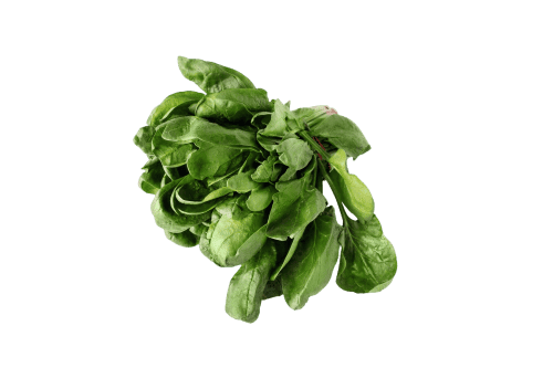 Fresh green lettuce head with vibrant leaves, ideal for garden planting and healthy meals.