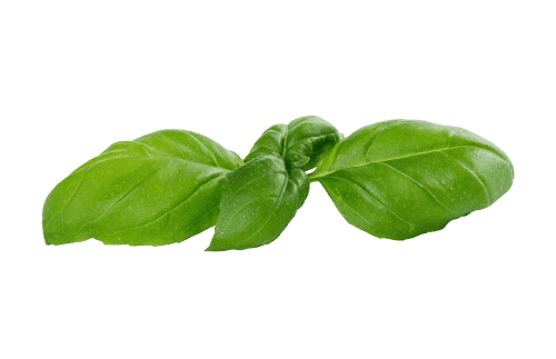 Fresh basil herb with vibrant green leaves, ideal for garden planting and culinary use.