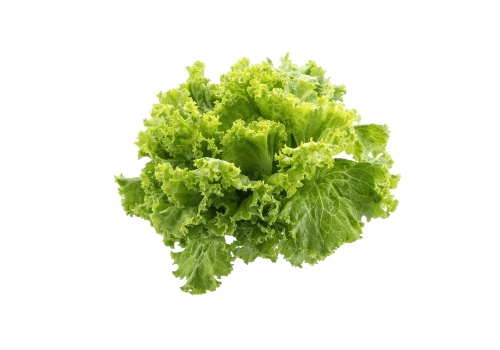 Lettuce head image with vibrant green leaves, ideal for organic gardening and sustainable food produ.