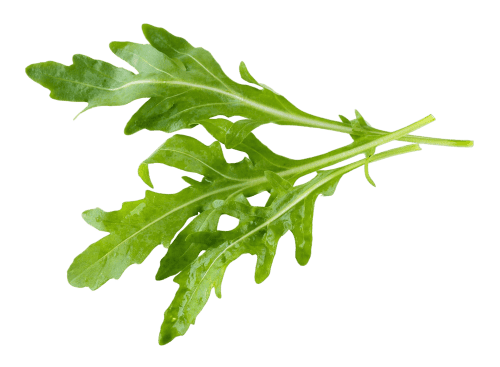 Fresh arugula leaves for healthy garden harvest.