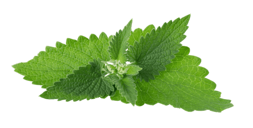 Fresh mint herb in a garden setting, ideal for culinary and medicinal purposes.