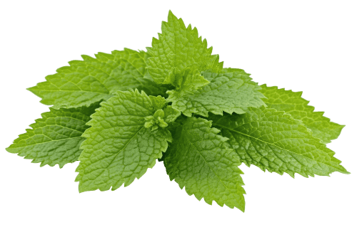 Fresh mint herb in a garden setting, ideal for culinary and medicinal purposes.