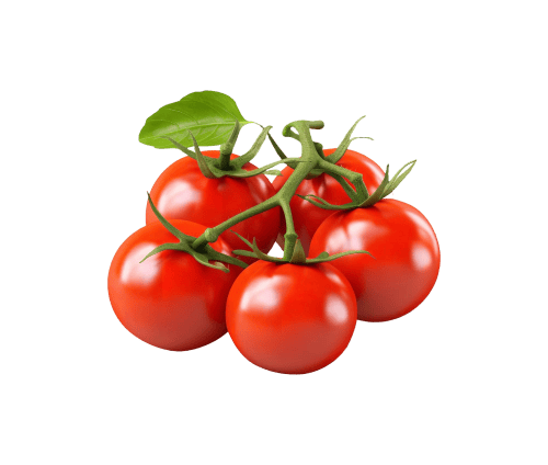 Tomatoes on the vine, fresh and ripe for harvest.