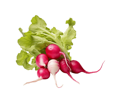 Fresh organic radishes with green leaves, ideal for garden planting and healthy meals.