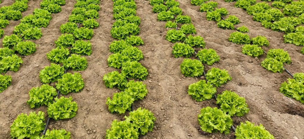 How the garden works