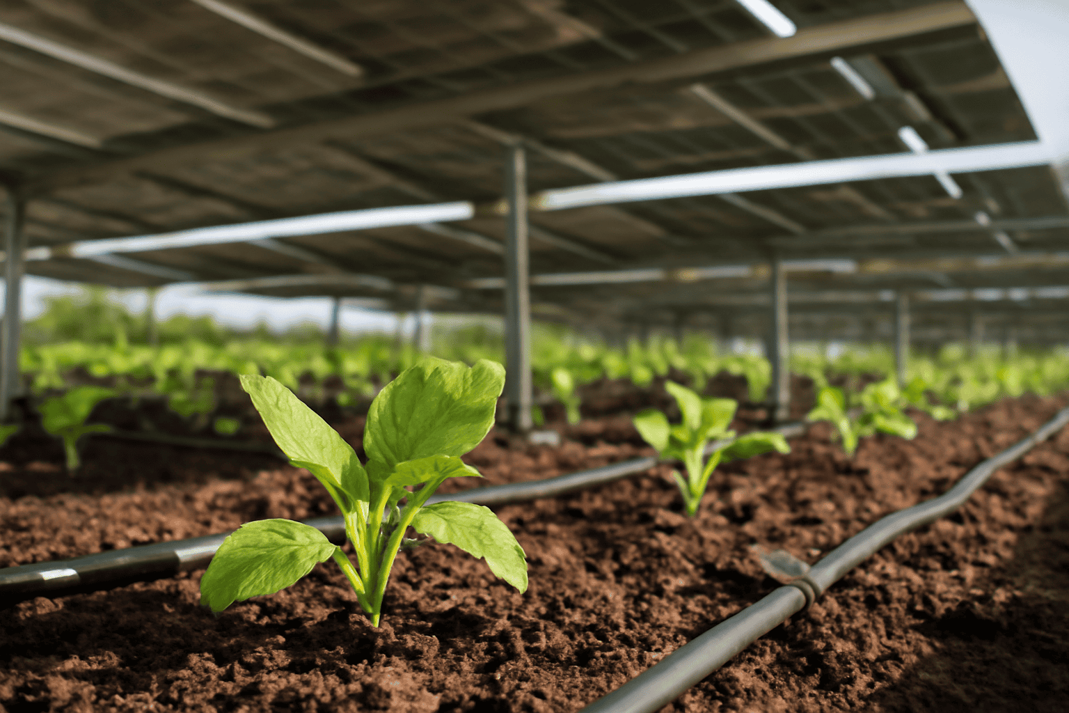 Ökad soleffektivitet: Perovskit-tandemcellers roll i modern solteknik 1 Ökad soleffektivitet: Perovskit-tandemcellers roll i modern solteknik - Solar Plus Garden