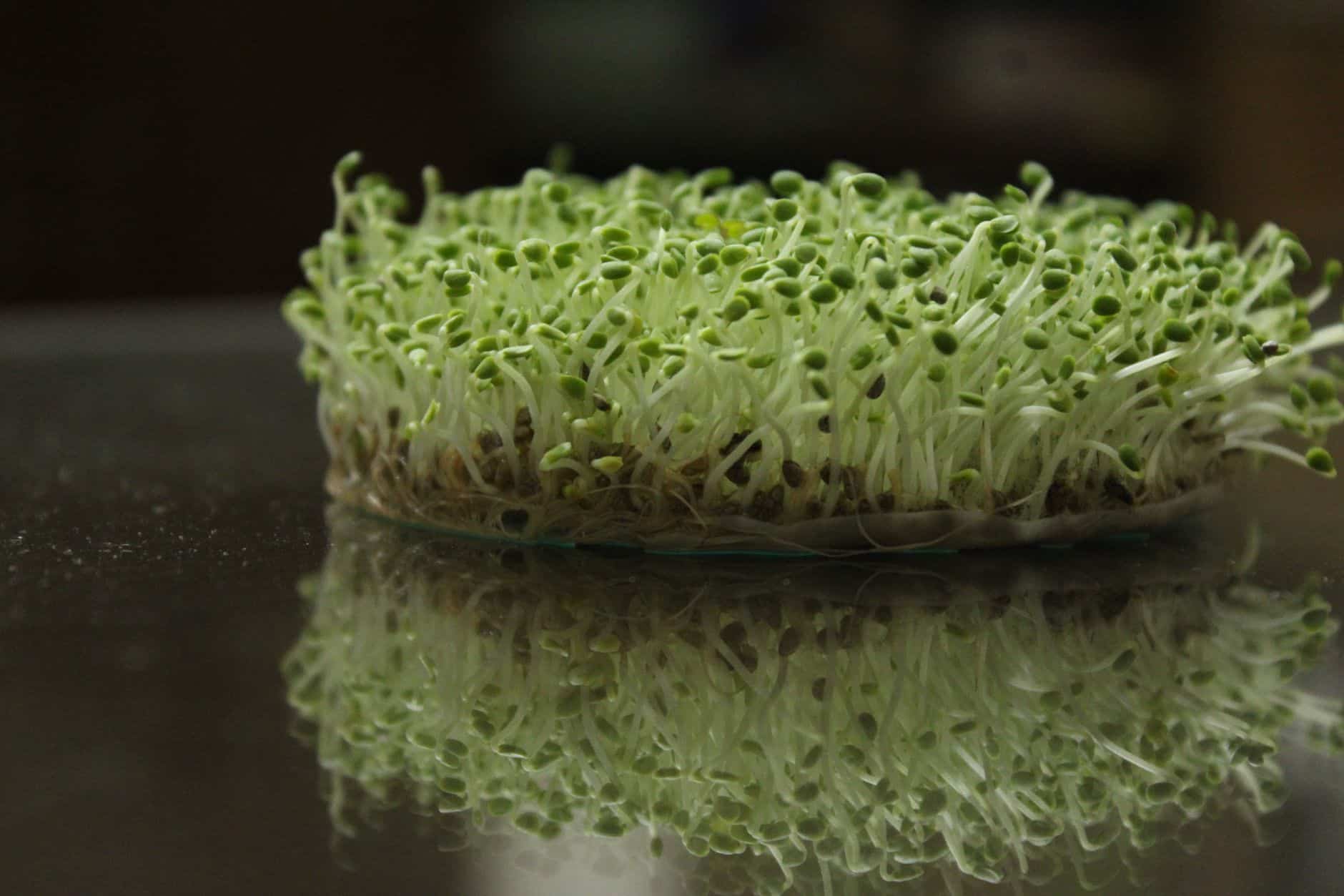 Vibrant green sprouts with roots on a reflective surface, showcasing fresh growth.