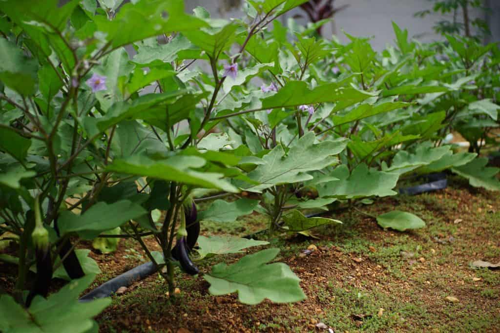 Close-up of lush green eggplant plants thriving in an outdoor vegetable garden.
