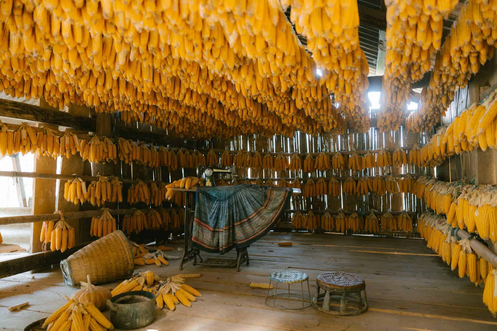 Interior of a rustic barn with corn hanging for drying, showcasing traditional agricultural techniques.