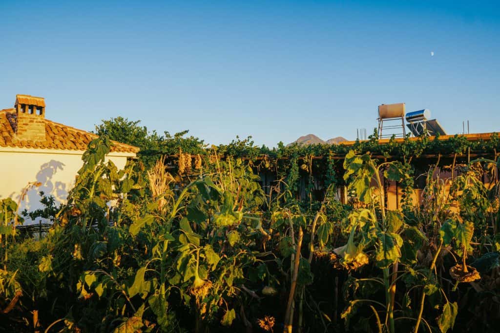 Sunlit village garden with lush greenery and rustic architecture in Fishtë, Albania.