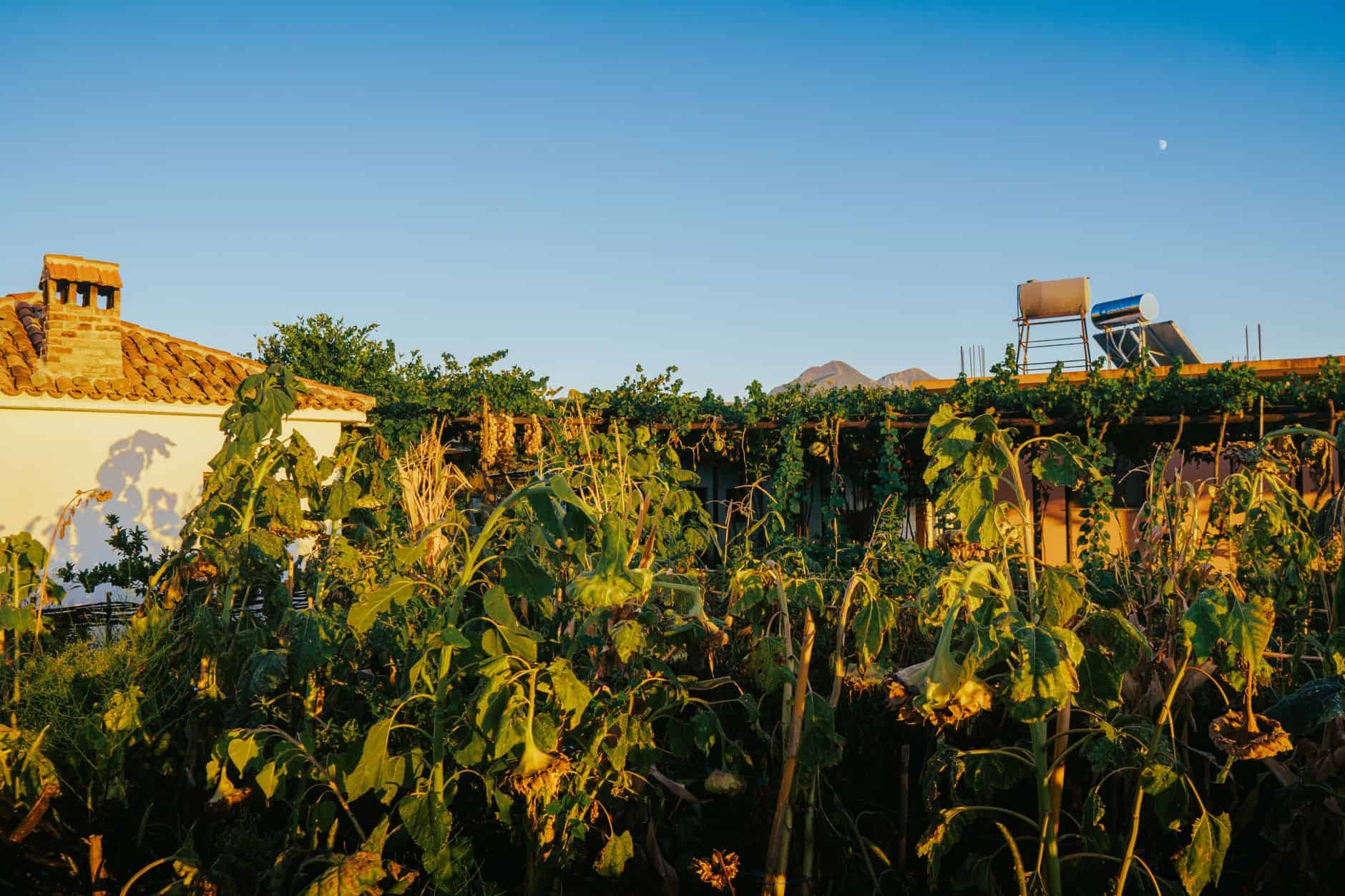 Sunlit village garden with lush greenery and rustic architecture in Fishtë, Albania.