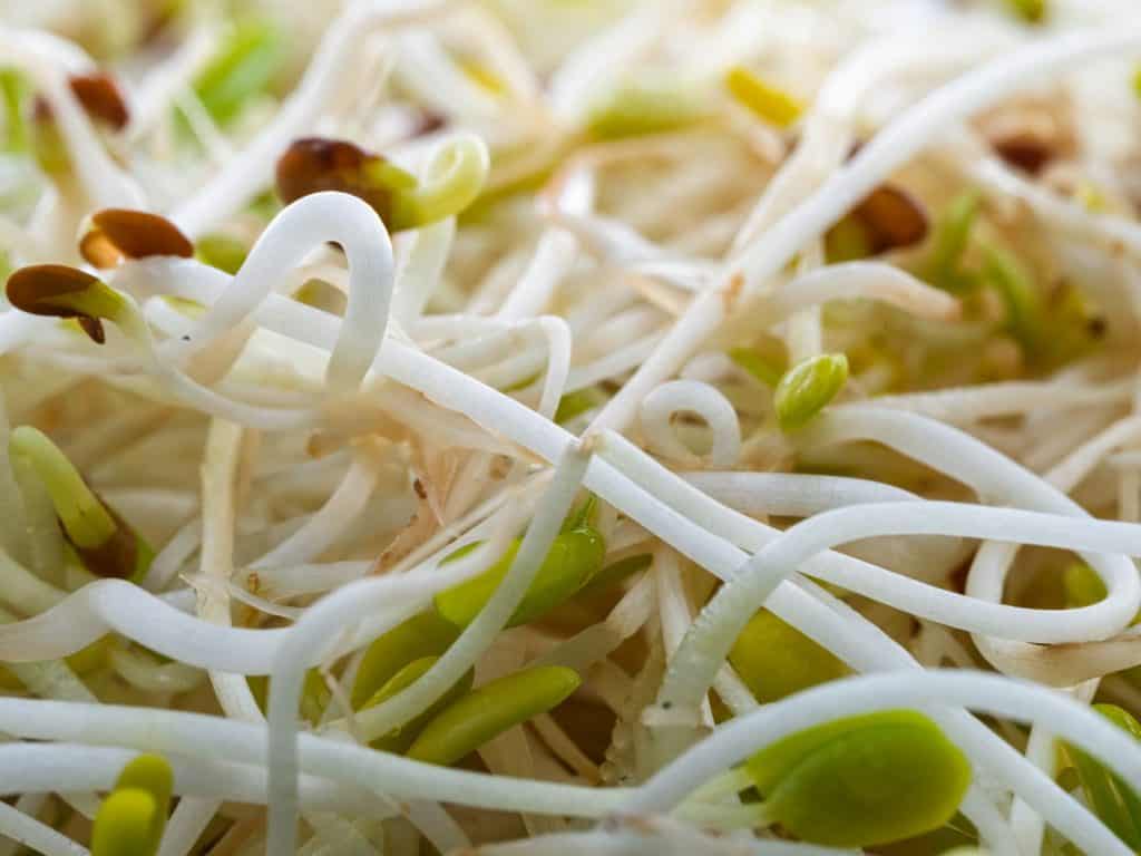 Close-up view of fresh, vibrant bean sprouts showcasing texture and detail.