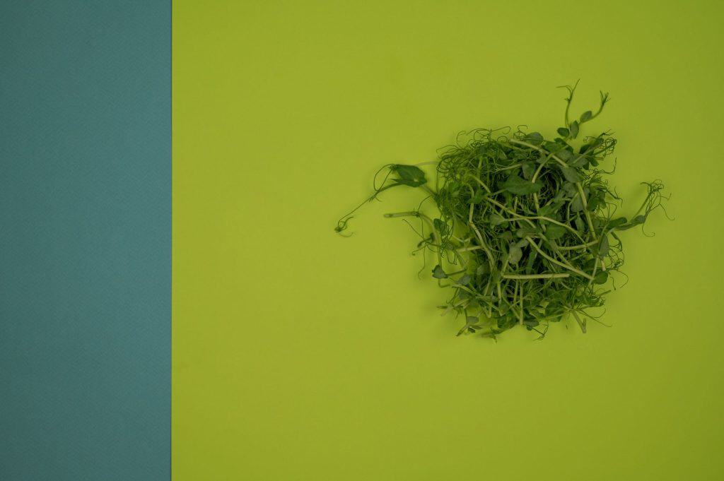Top view of garden cress sprouts with small foliage on curved stems on smooth green surface