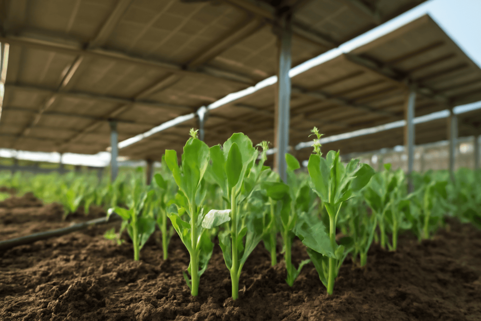 How to Grow and Use Organic Pea Shoots: A Practical Guide for Fresh, Tender Greens 1 How to Grow and Use Organic Pea Shoots: A Practical Guide for Fresh, Tender Greens - Solar Plus Garden