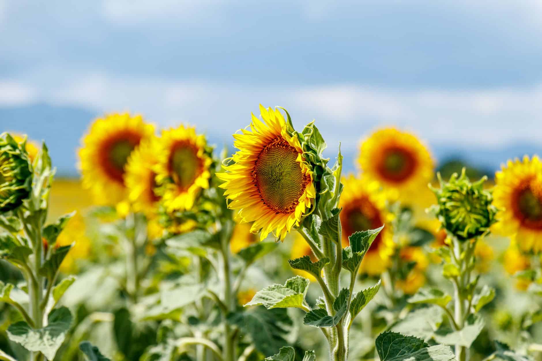 A beautiful sunflower field in full bloom against a bright sky, showcasing vibrant yellow petals and green leaves.