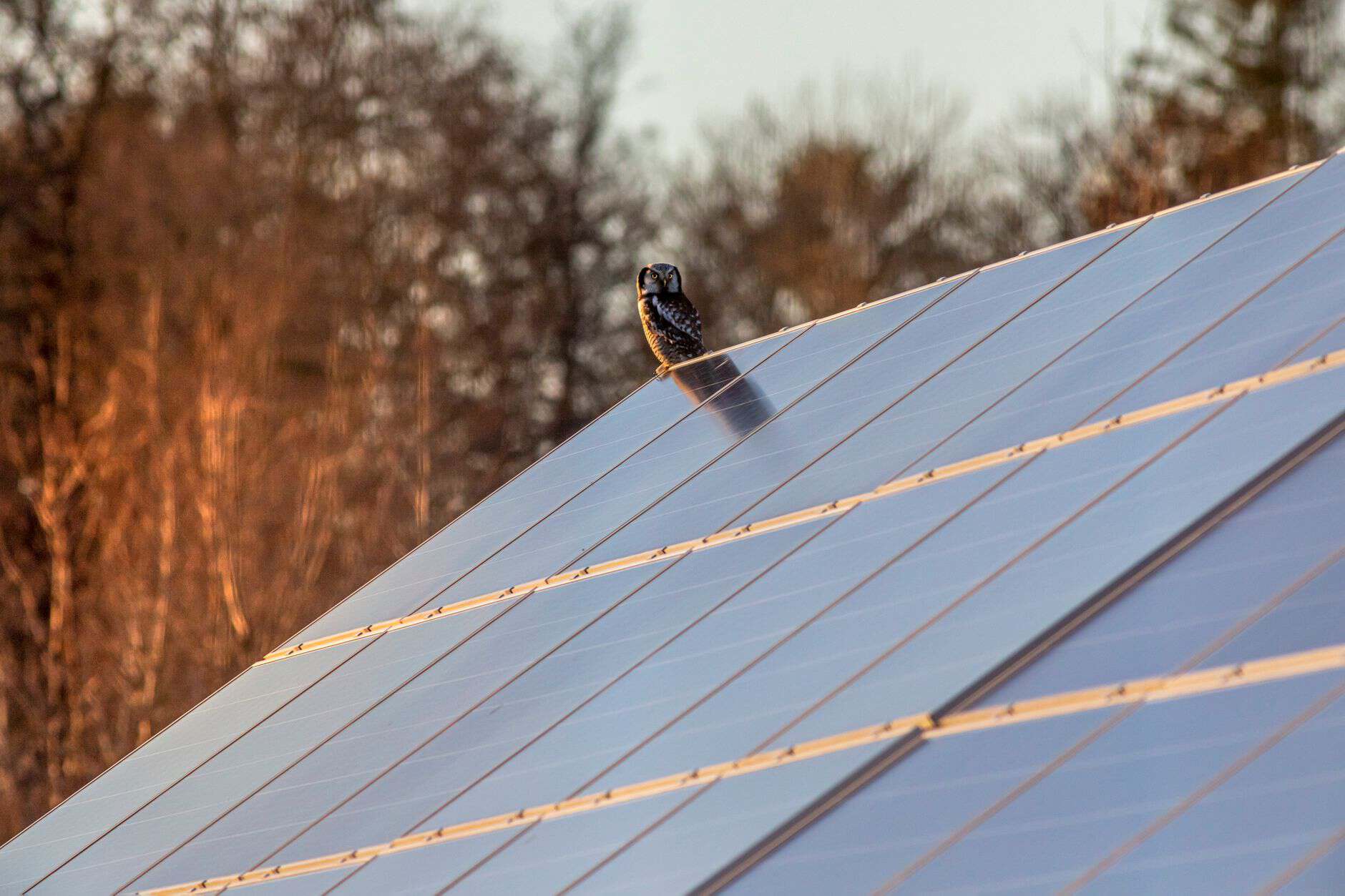 Close-up of solar panels with a bird perched on top in a natural setting.